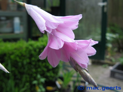 Dierama thichorhizum